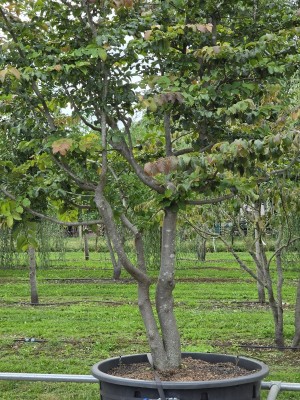 Afbeelding Perzisch ijzerhout 'Bella' - Parrotia persica 'Bella'