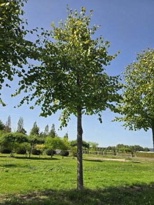 Afbeelding Oude Hollandse linde - Tilia x europaea 'Pallida'