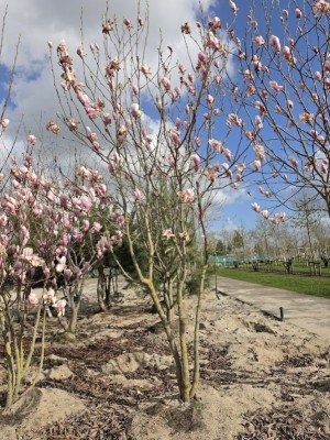 Afbeelding Magnolia - Magnolia 'Soulangeana'