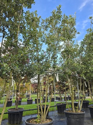 Afbeelding Steineiche - Quercus ilex