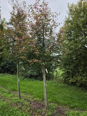 Afbeelding Krentenboompje - Amelanchier arborea 'Robin Hill'