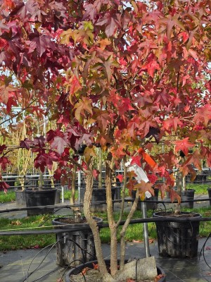 Afbeelding Amberbaum - Liquidambar styraciflua