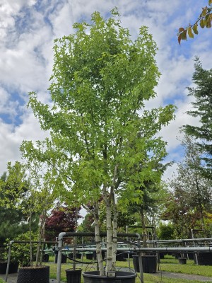 Afbeelding Amberbaum - Liquidambar styraciflua 'Worplesdon'