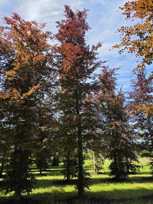 Afbeelding Rode beuk als solitair - Fagus sylvatica 'Atropunicea'