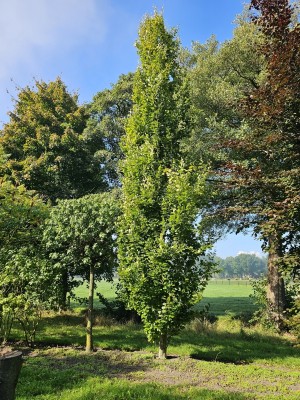 Afbeelding Zuilvormige goudbeuk - Fagus Dawyck Gold