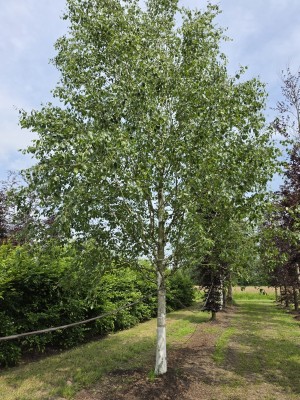 Afbeelding Witte berk (Doorenbos) - Betulus utilis Doorenbos (Jacquemontii)
