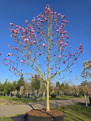 Afbeelding Magnolia - Magnolia 'Galaxy'