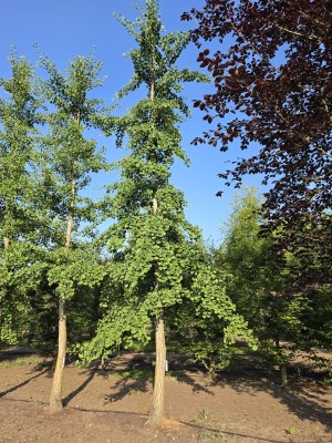 Afbeelding Japanse notenboom  Tempelboom - Ginkgo biloba