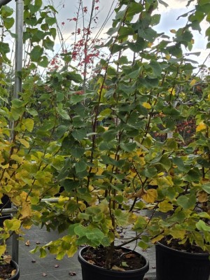 Afbeelding kleine linde - Tilia cordata 'Winter Orange'