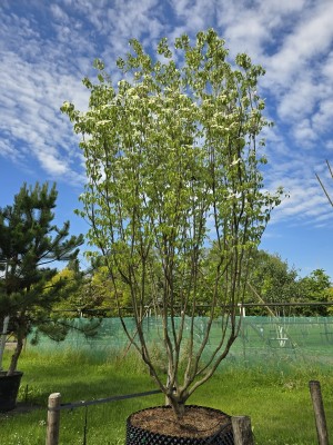 Afbeelding Japanse grootbloemige kornoelje 'Milky Way' - Cornus kousa 'Milky Way'