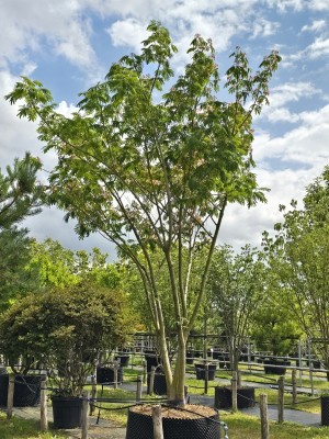 Afbeelding Perzische Slaapboom - Albizia julibrissin