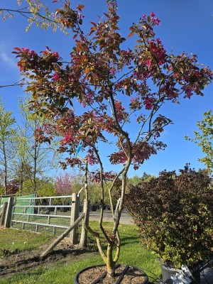 Afbeelding Sierappel - Malus 'Profusion'
