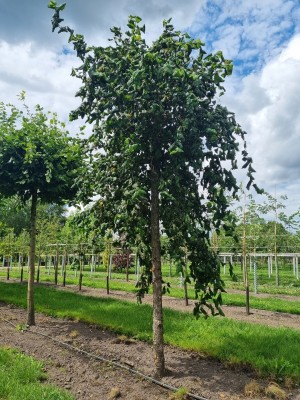 Afbeelding Kronkelhazelaar op hoogstam - Corylus avellana 'Contorta'