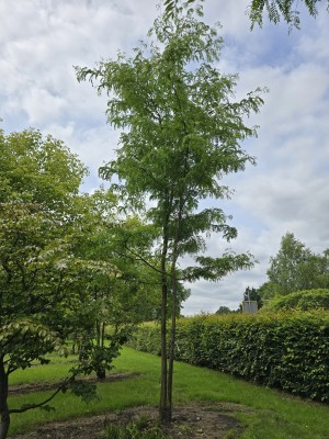 Afbeelding Valse Christusdoorn - Gleditsia triacanthos ‘Inermis’