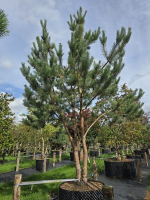 Afbeelding Waldkiefer - Pinus sylvestris