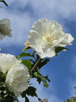 Afbeelding Opgaande Hibiscus met witte bloei - Hibiscus syriacus 'White Chiffon'