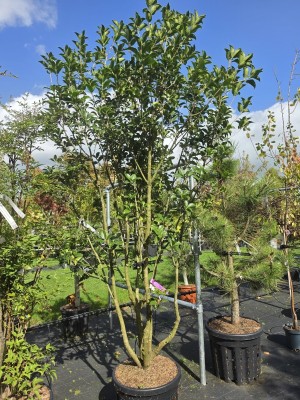 Afbeelding Groenblijvende schijnhulst - Osmanthus Aquifolium
