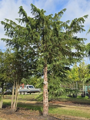 Afbeelding Treurtaxus - Taxus baccata dovastoniana 'Aurea Pendula'