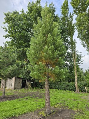 Afbeelding Mammoetboom - Sequoiadendron giganteum