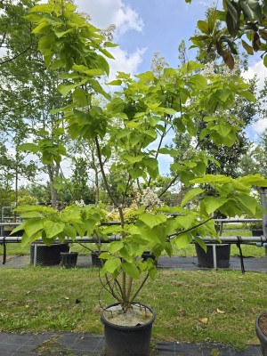 Afbeelding Bolvormige gouden trompetboom - Catalpa bignonioïdes 'Aurea'