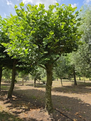 Afbeelding Platane - Platanus hispanica dak of knotvorm