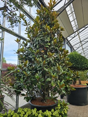 Afbeelding Magnolia grandiflora 'Galissonnière' - Magnolia grandiflora 'Galissonnière'