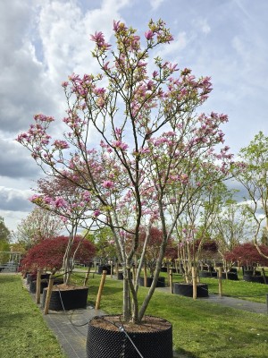 Afbeelding Magnolia - Magnolia 'Susan'