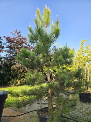 Afbeelding Oostenrijkse Den - Pinus nigra 'Nigra'