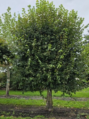 Afbeelding Hollandse Linde, Koningslinde - Tilia x europaea