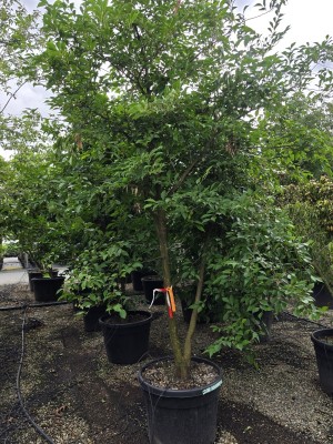 Afbeelding Mehrstämmiger Storaxbaum - Styrax japonicus