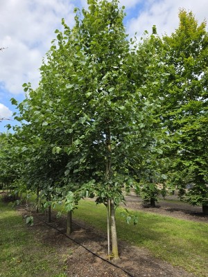 Afbeelding Krimlinde - Tilia x europaea 'Euchlora'