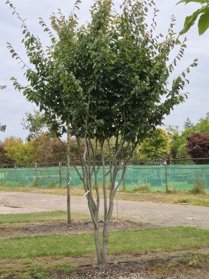Afbeelding Perzisch ijzerhout - Parrotia persica 'Vanessa'