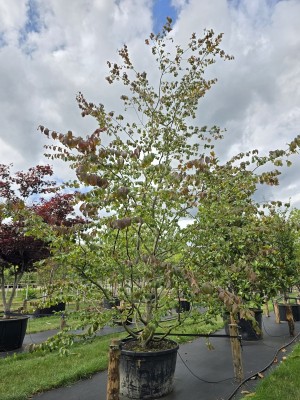 Afbeelding Perzisch IJzerhout als klimboom - Parrotia persica