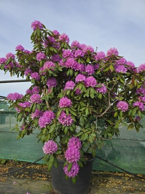 Afbeelding Violetter Rhododendron - Rhododendron Roseum Elegans