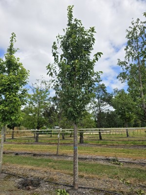 Afbeelding Japanse sierkers - Prunus 'Sunset Boulevard'