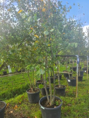 Afbeelding Winterlinde meerstam - Tilia cordata