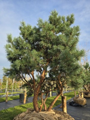 Afbeelding Zwergkiefer - Pinus sylvestris 'Watereri'