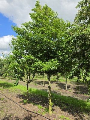 Afbeelding Storaxboom - Styrax japonicus