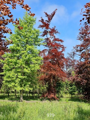 Afbeelding Rotbuche - Fagus sylvatica Atropunicea