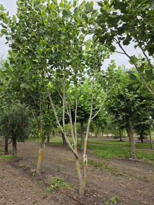 Afbeelding Amerikaanse tulpenboom - Liriodendron tulipifera 'Aureomarginatum'