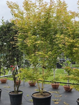 Afbeelding Japanse esdoorn met gele takken - Acer palmatum 'Bi-hoo'