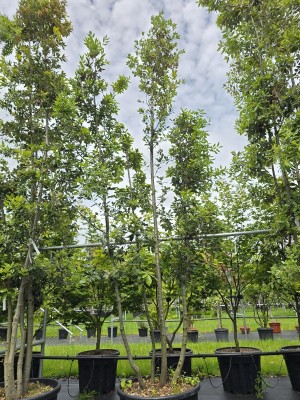 Afbeelding Steeneik - Quercus ilex