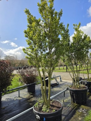 Afbeelding Japanse hulst - Ilex crenata 'Green Hedge'