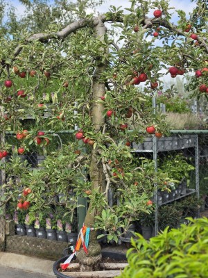 Afbeelding Apfel 'Elstar' - Malus domestica 'Elstar'