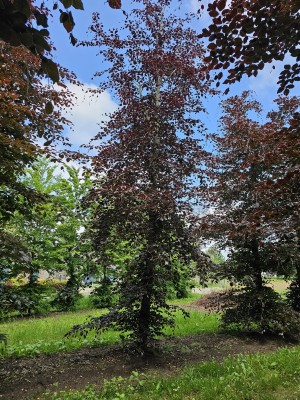 Afbeelding Rotbuche - Fagus sylvatica 'Atropunicea'