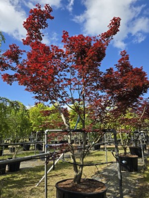 Afbeelding Japanse Esdoorn - Acer palmatum 'Bloodgood'