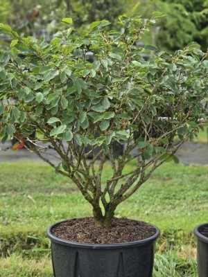 Afbeelding Zaubernuss - Hamamelis Mollis