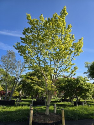 Afbeelding Japanischer Ahorn 'Osakazuki - Acer palmatum 'Osakazuki