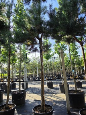 Afbeelding grove den hoogstam - Pinus sylvestris