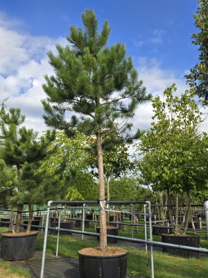Afbeelding Österreichische Kiefer - Pinus nigra 'Nigra'